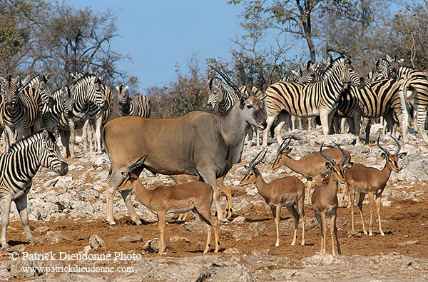 Eland at waterhole, Etosha, Namibia -   Eland du Cap 14554