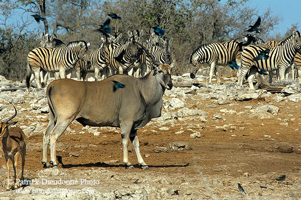 Eland at waterhole, Etosha, Namibia -   Eland du Cap 14555