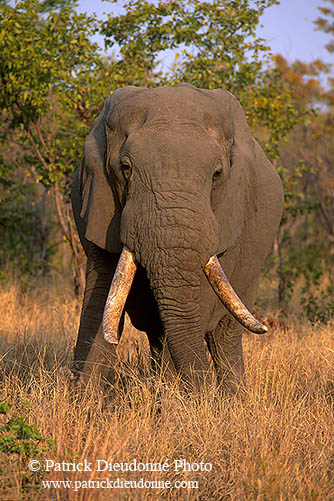 African Elephant, Kruger NP, S. Africa - Elephant africain  14560