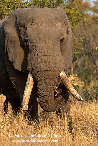 African Elephant, Kruger NP, S. Africa - Elephant africain  14561