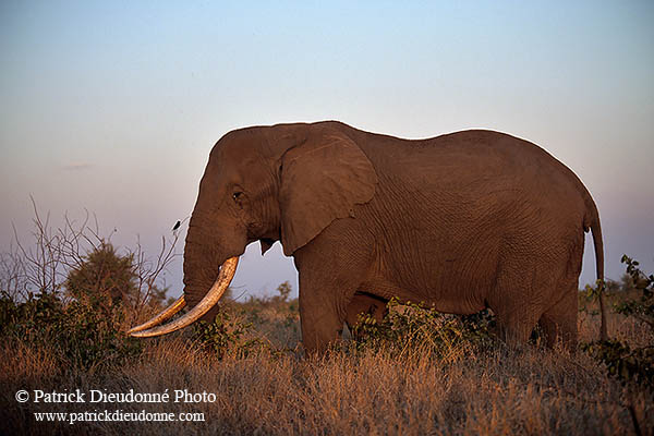 African Elephant, Kruger NP, S. Africa - Elephant africain  14564