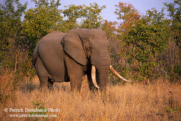 African Elephant, Kruger NP, S. Africa - Elephant africain  14568