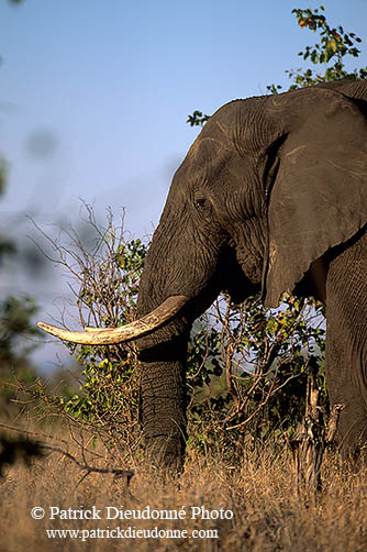African Elephant, Kruger NP, S. Africa - Elephant africain  14570