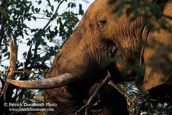 African Elephant, Kruger NP, S. Africa - Elephant africain  14573