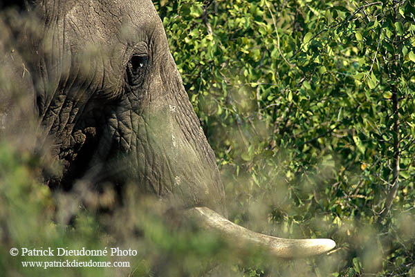 African Elephant, Kruger NP, S. Africa - Elephant africain  14575