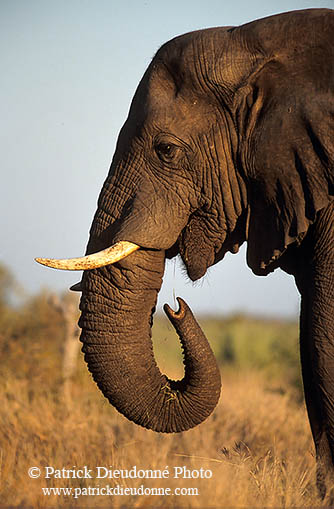 African Elephant, Kruger NP, S. Africa - Elephant africain  14576