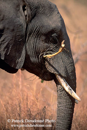 African Elephant, Kruger NP, S. Africa - Elephant africain  14578