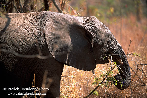 African Elephant, Kruger NP, S. Africa - Elephant africain  14579