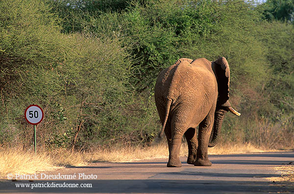 African Elephant, Kruger NP, S. Africa - Elephant africain  14580