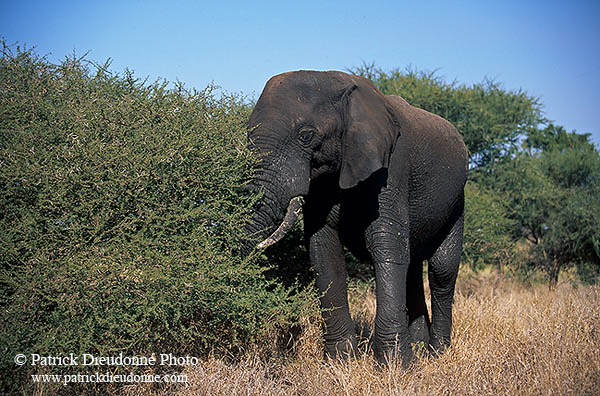 African Elephant, Kruger NP, S. Africa - Elephant africain  14587