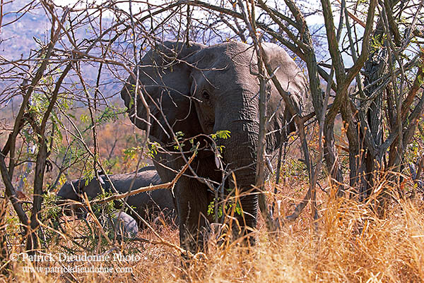 African Elephant, Kruger NP, S. Africa - Elephant africain  14592