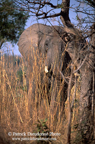 African Elephant, Kruger NP, S. Africa - Elephant africain  14593