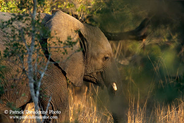 African Elephant, Kruger NP, S. Africa - Elephant africain  14594