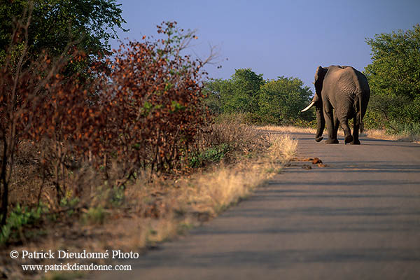 African Elephant, Kruger NP, S. Africa - Elephant africain  14595