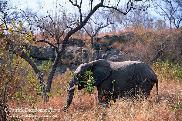 African Elephant, Kruger NP, S. Africa - Elephant africain  14596