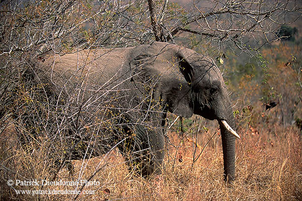 African Elephant, Kruger NP, S. Africa - Elephant africain  14597