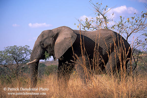 African Elephant, Kruger NP, S. Africa - Elephant africain  14598