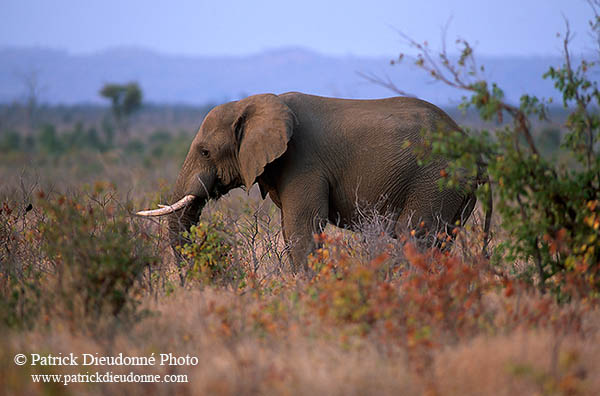 African Elephant, Kruger NP, S. Africa - Elephant africain  14599