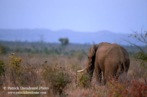 African Elephant, Kruger NP, S. Africa - Elephant africain  14600