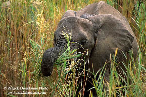 African Elephant, Kruger NP, S. Africa - Elephant africain  14601