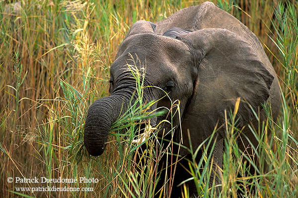 African Elephant, Kruger NP, S. Africa - Elephant africain  14601
