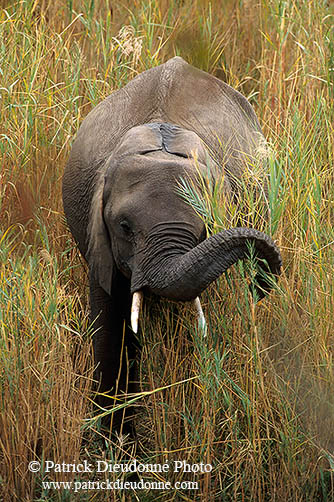 African Elephant, Kruger NP, S. Africa - Elephant africain  14607