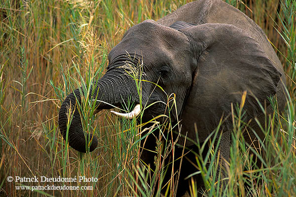 African Elephant, Kruger NP, S. Africa - Elephant africain  14610