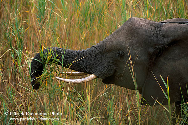African Elephant, Kruger NP, S. Africa - Elephant africain  14611