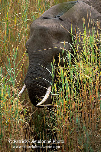 African Elephant, Kruger NP, S. Africa - Elephant africain  14608