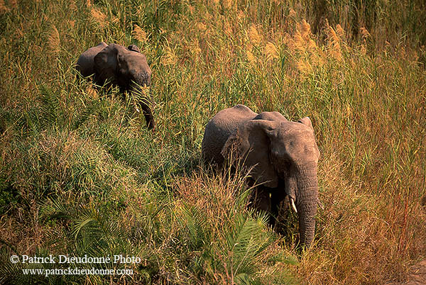 African Elephant, Kruger NP, S. Africa - Elephant africain  14613