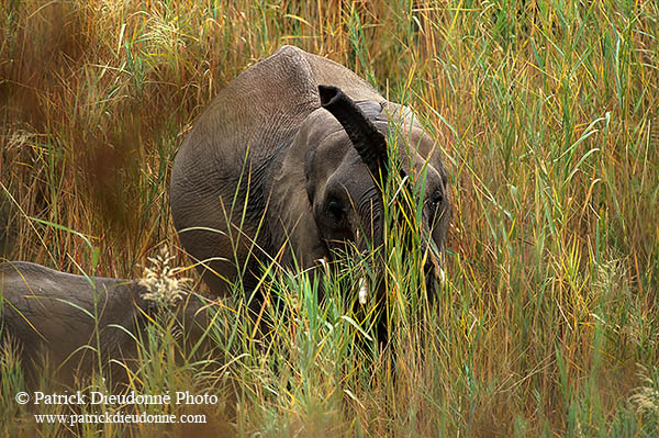 African Elephant, Kruger NP, S. Africa - Elephant africain  14614