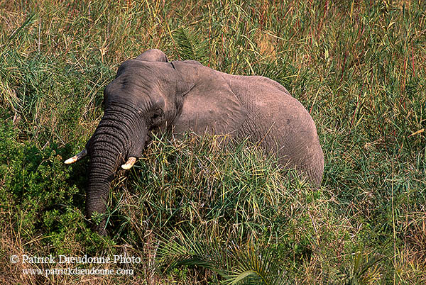 African Elephant, Kruger NP, S. Africa - Elephant africain  14615