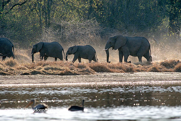 African Elephant, Moremi, Botswana - Elephant africain  14619