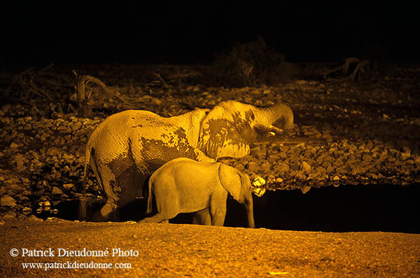 African Elephant, Etosha NP, Namibia - Elephant africain  14622