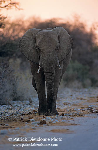 African Elephant, Etosha NP, Namibia - Elephant africain  14626