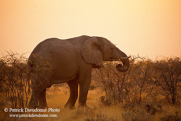 African Elephant, Etosha NP, Namibia - Elephant africain  14628