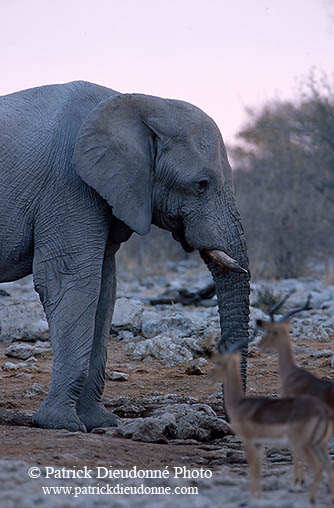 African Elephant, Etosha NP, Namibia - Elephant africain  14630