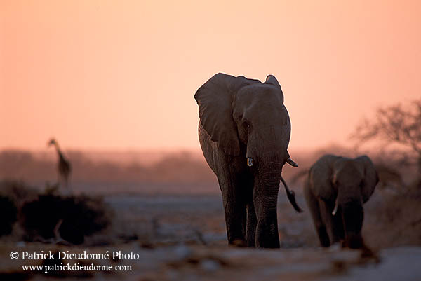 African Elephant, Etosha NP, Namibia - Elephant africain  14631