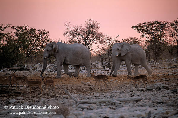 African Elephant, Etosha NP, Namibia - Elephant africain  14632