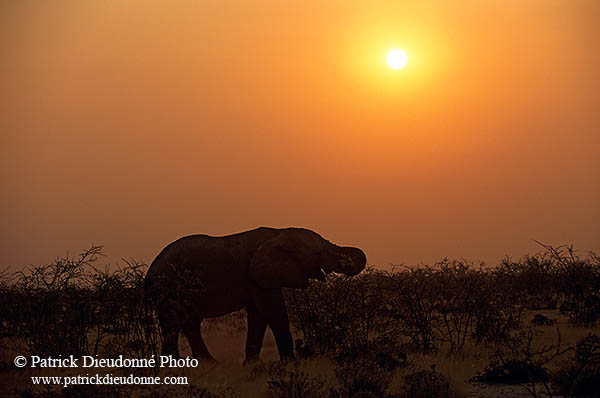 African Elephant, Etosha NP, Namibia - Elephant africain  14633