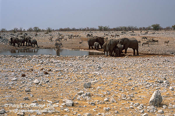 African Elephant, Etosha NP, Namibia - Elephant africain  14634