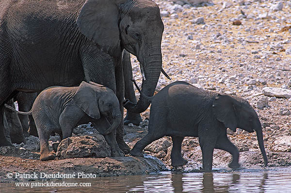 African Elephant, Etosha NP, Namibia - Elephant africain  14638