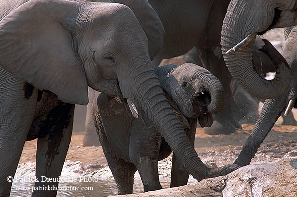 African Elephant, Etosha NP, Namibia - Elephant africain  14639