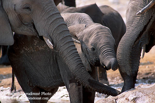 African Elephant, Etosha NP, Namibia - Elephant africain  14641