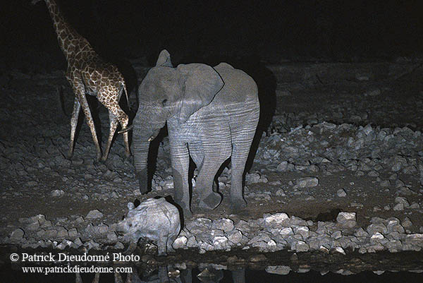 African Elephant, Etosha NP, Namibia - Elephant africain  14625