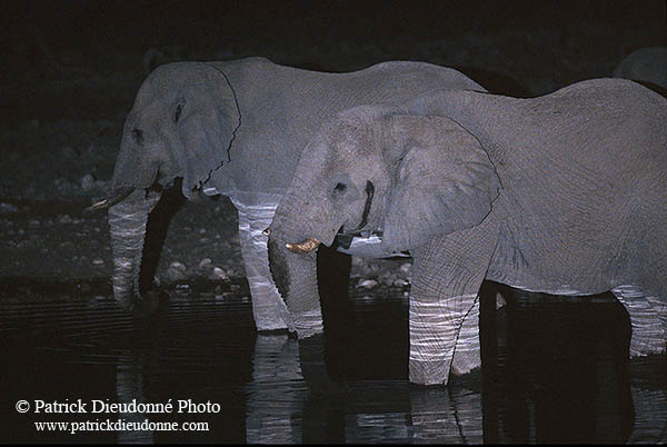 African Elephant, Etosha NP, Namibia - Elephant africain  14623