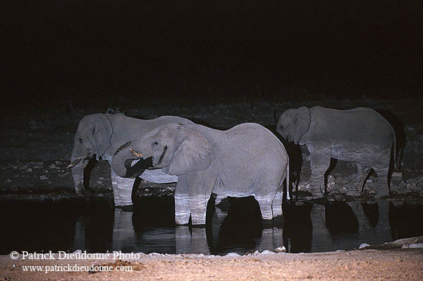 African Elephant, Etosha NP, Namibia - Elephant africain  14624