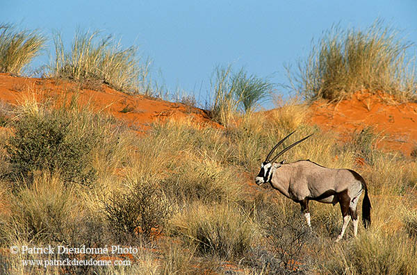 Gemsbok in dunes, S. Africa, Kalahari-Gemsbok NP - Gemsbok  14681