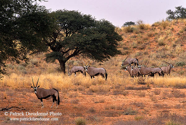 Gemsbok in dunes, S. Africa, Kalahari-Gemsbok NP - Gemsbok  14683