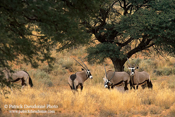 Gemsbok, S. Africa, Kalahari-Gemsbok NP - Oryx Gemsbok  14685